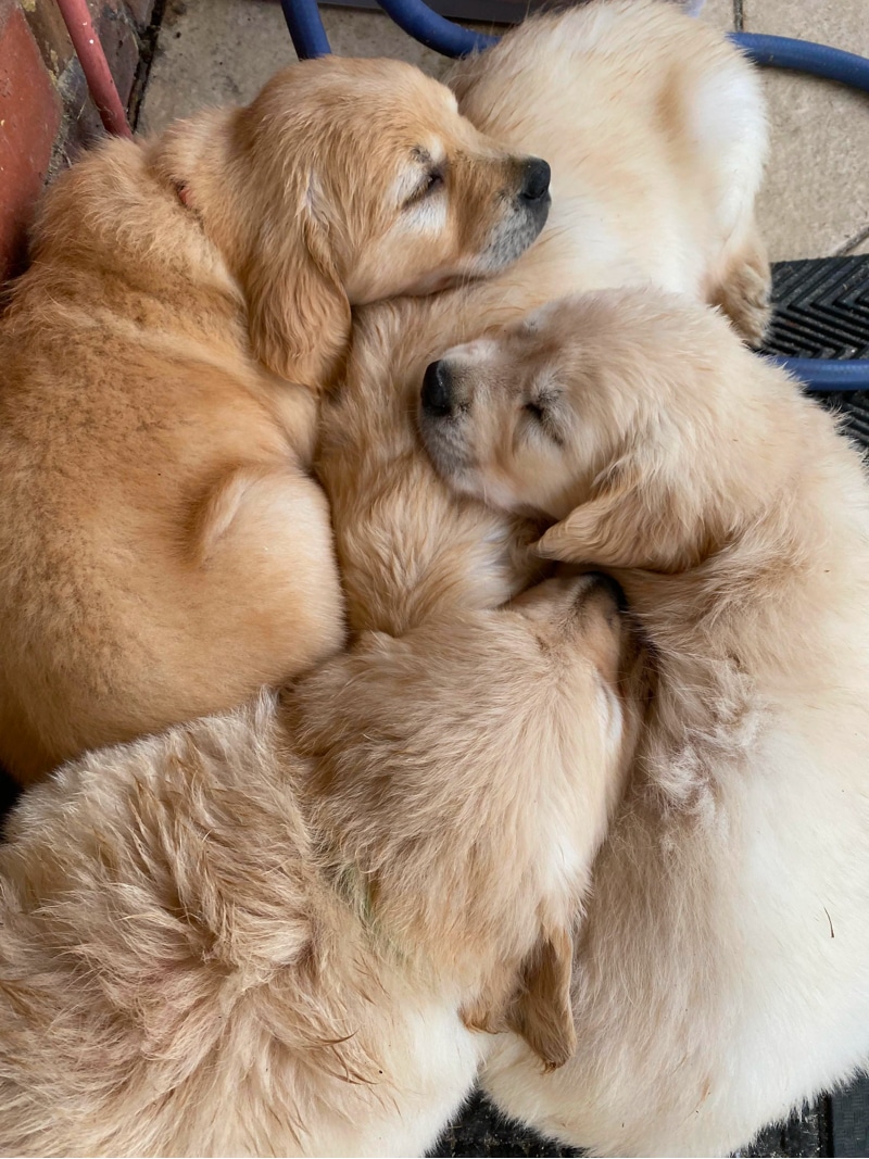 6 week old golden retriever puppies