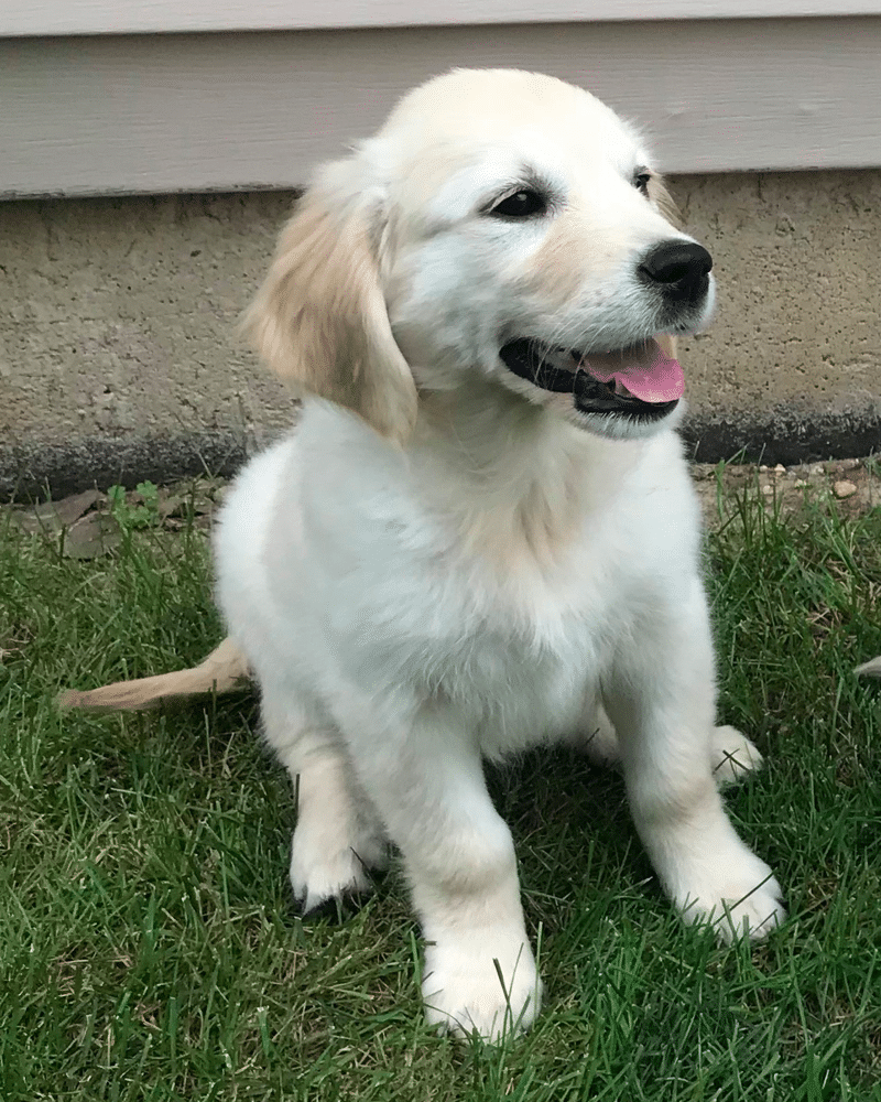 8-Week Old Golden Retriever Puppy