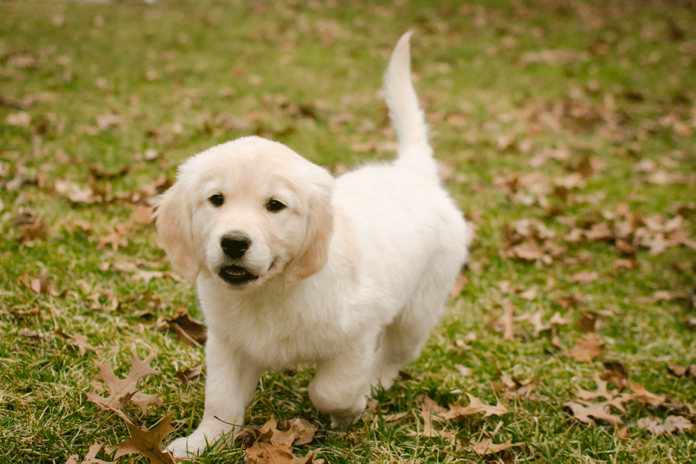 8-week-old golden retriever puppy exercise need