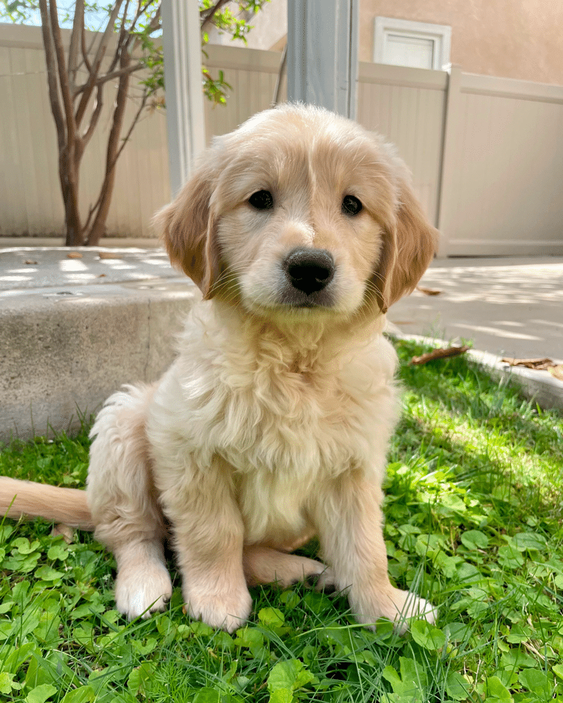 8 week old golden retriever puppy