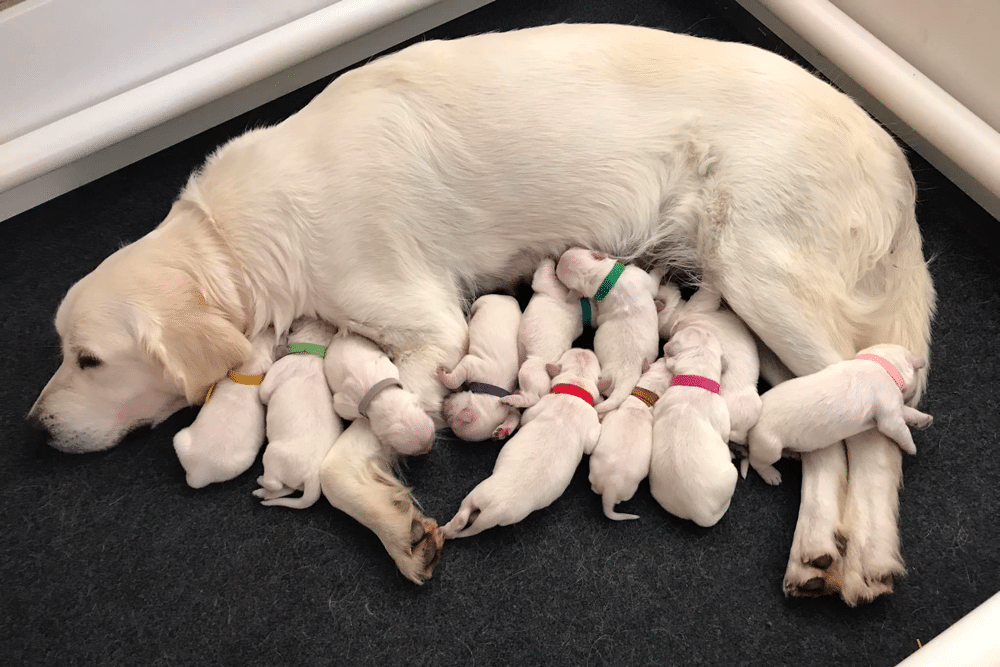 AKC English Cream Golden Retrievers