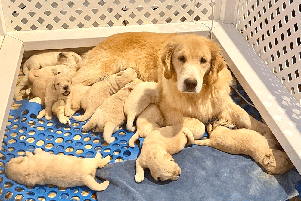 AKC Golden Retriever puppies North Carolina