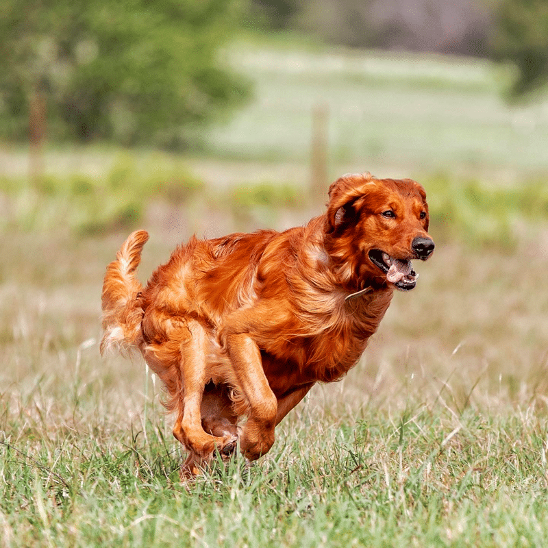 How much exercise Adolescent Golden Retriever