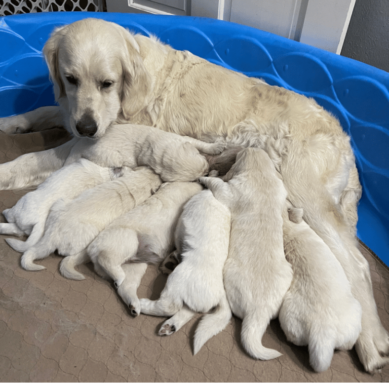 Top 37 Best Golden Retriever Breeders In Texas (TX)