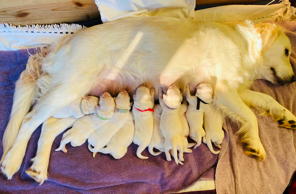 Alpine Sky Goldens