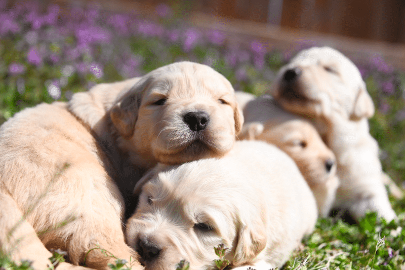 Arkgoldens- Golden Retriever Puppies in Arkansas