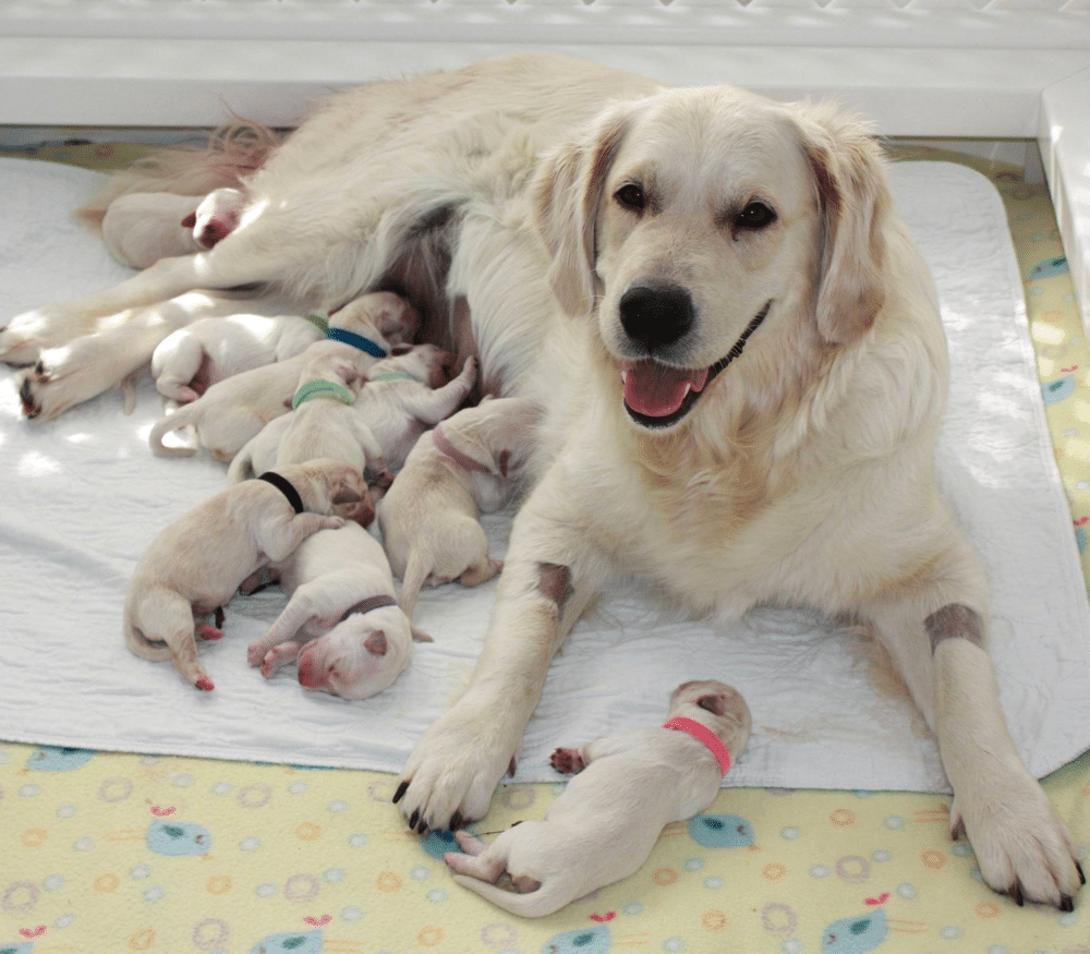 Auregrande Golden Retrievers