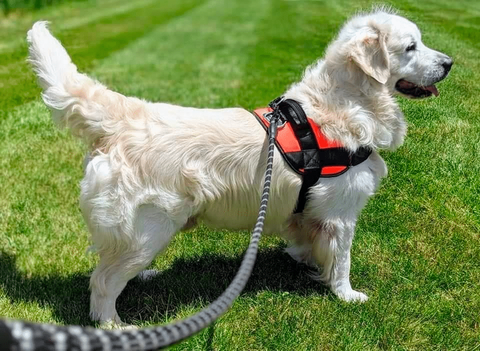 Best Harnesses for Golden Retrievers