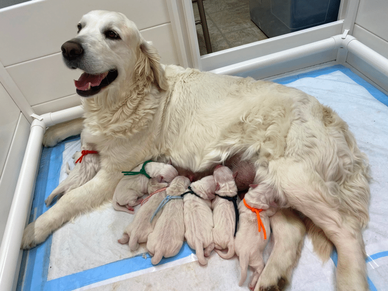 Best English Cream Golden Retrievers Breeder in Kentucky