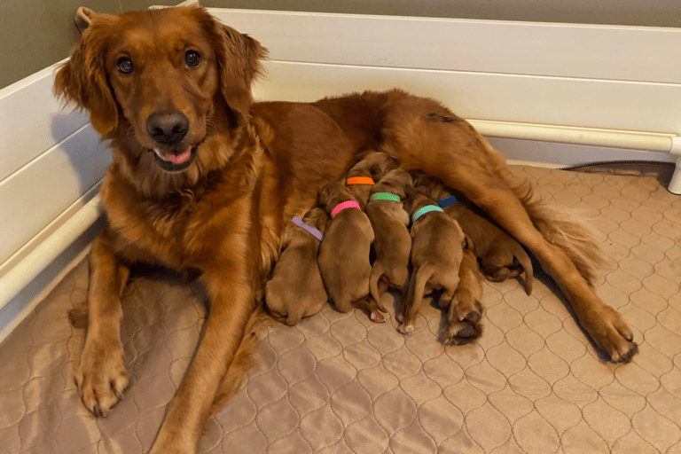 Top 37 Best Golden Retriever Breeders In Texas (TX)