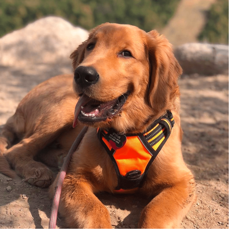 Best Harness for Golden Retriever Puppies