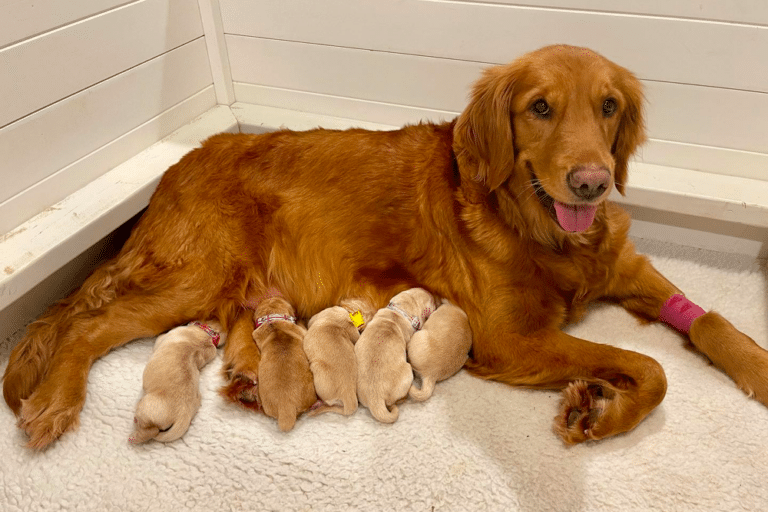 Top 14 Best Golden Retriever Breeders In Washington (WA)