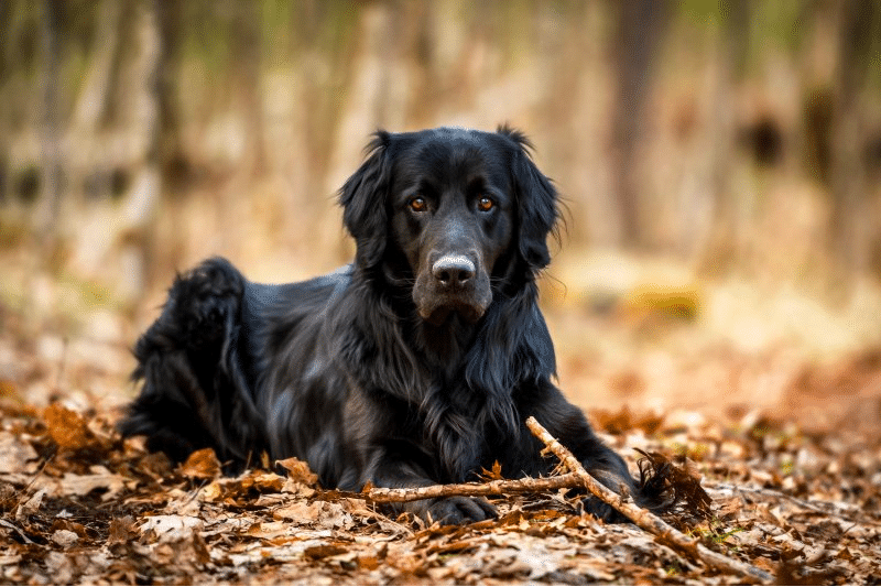 Black Golden Retriever