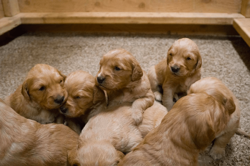 Field Bred Golden Retrievers