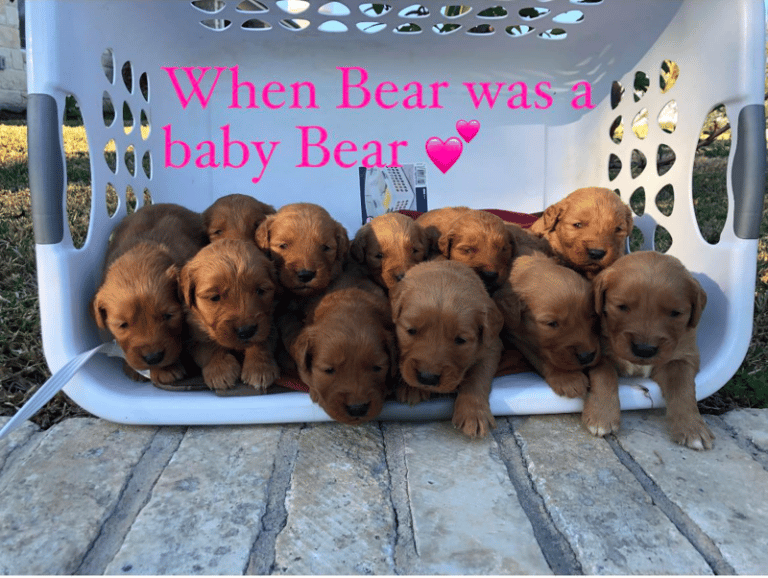 Top 37 Best Golden Retriever Breeders In Texas (TX)