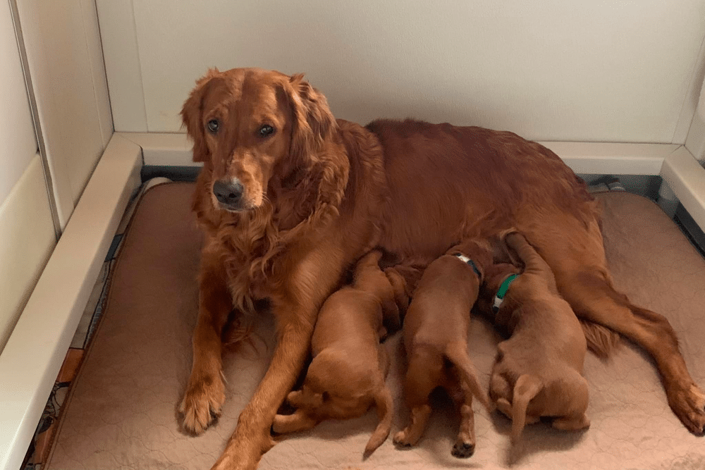 Golden Retrievers Puppies in NY