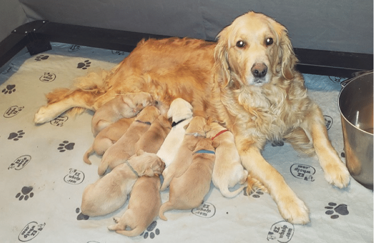 Top 14 Best Golden Retriever Breeders In Washington (WA)