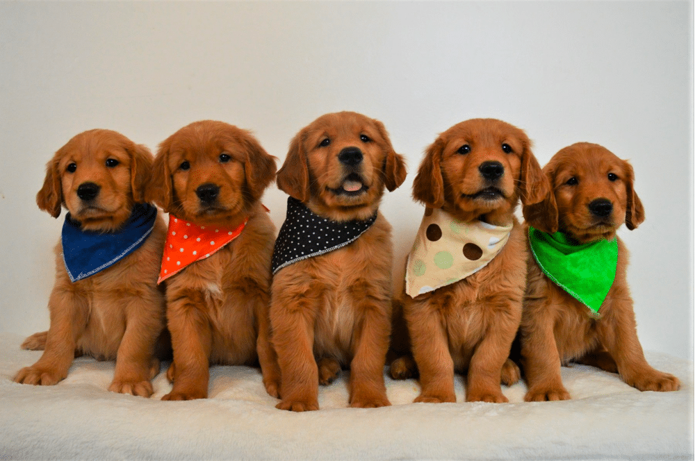 abundant farms golden retrievers