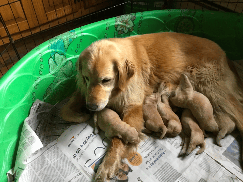 Cantabrian Golden Retrievers