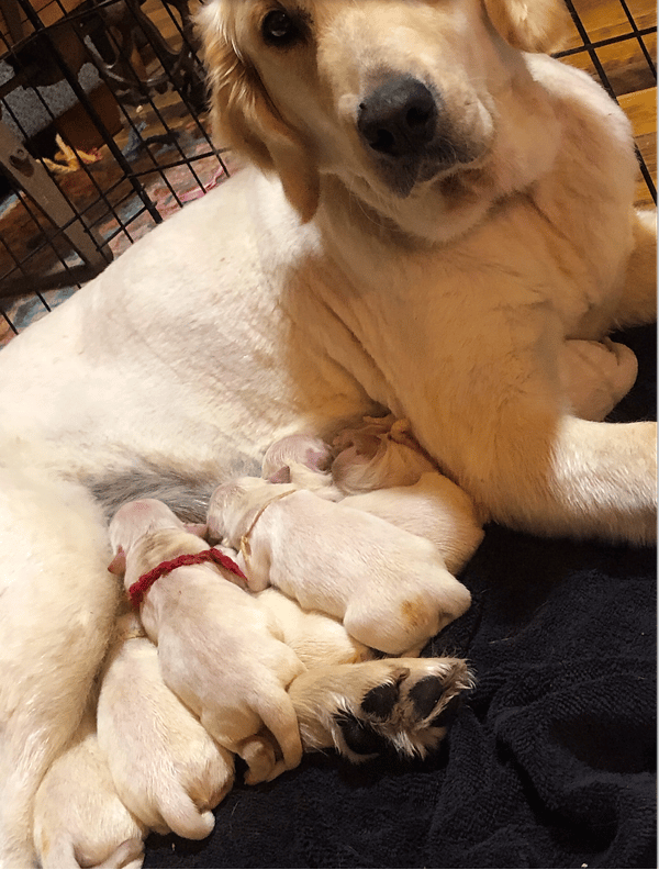 Castle Hill Golden Retrievers Kentucky