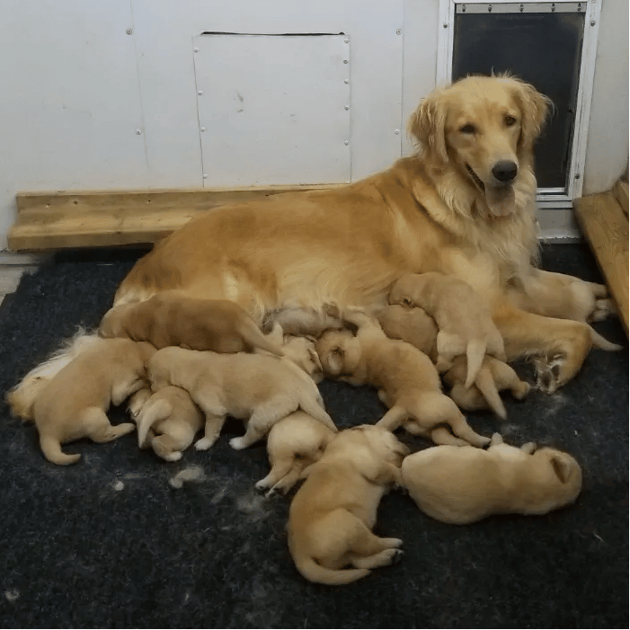 Cochran Golden Farm Puppies Kentucky