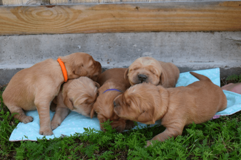 Top 37 Best Golden Retriever Breeders In Texas (TX)