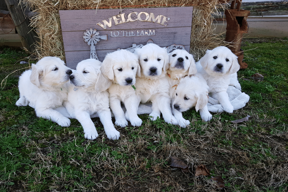 Creekstone Retrievers Alabama