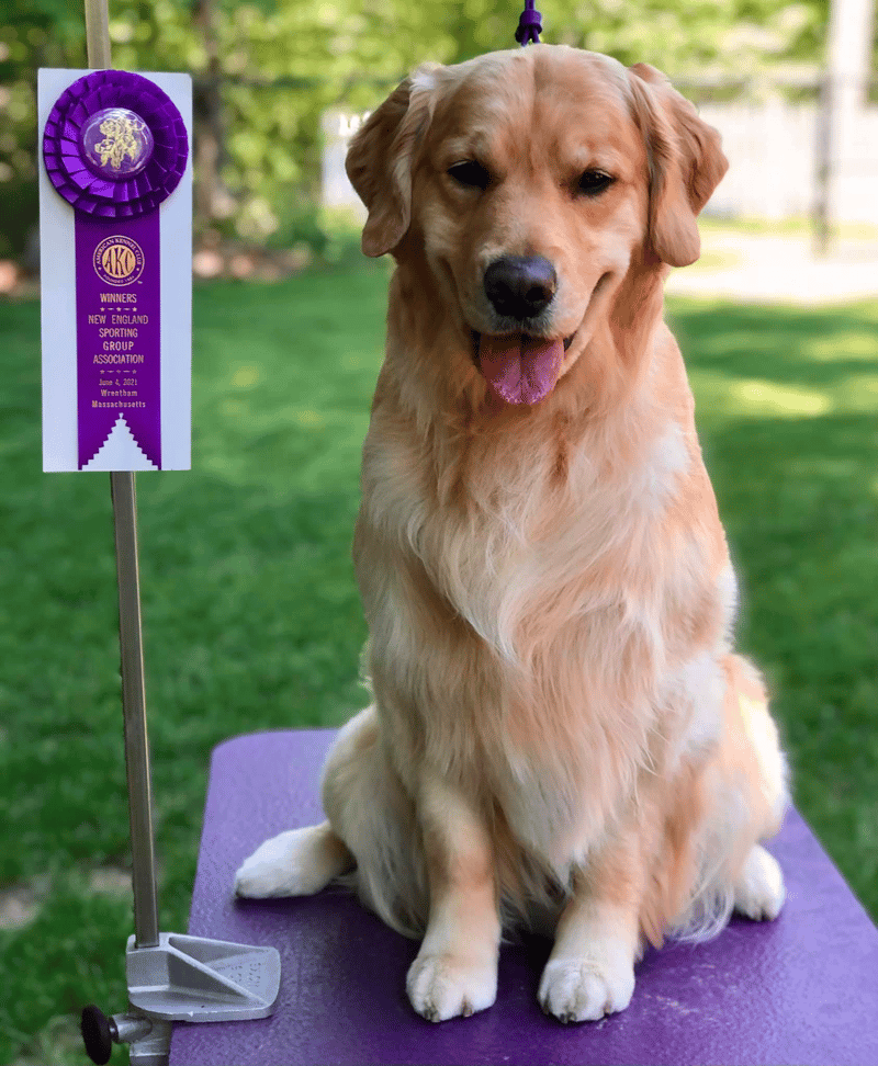 Cressida Golden Retrievers