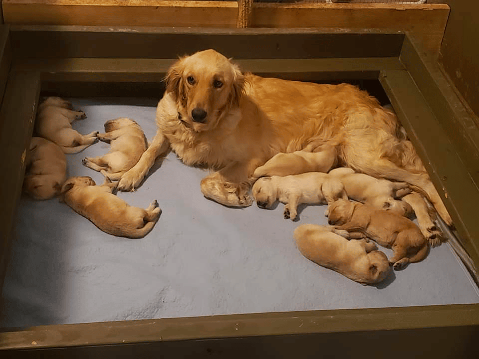 D&J Golden Retriever Puppies