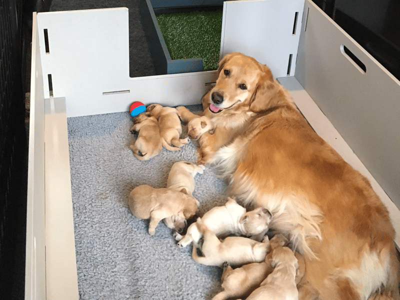 Daisy-Gold Goldens Massachusetts