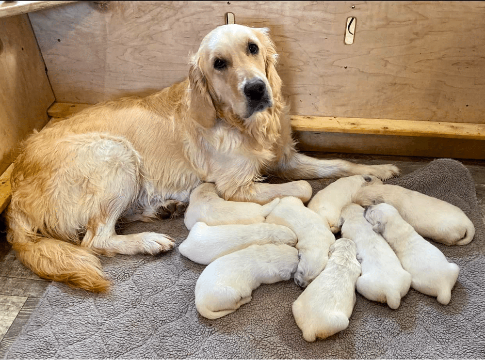 Deer Creek Goldens of WV