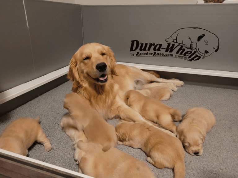 Top 37 Best Golden Retriever Breeders In Texas (TX)