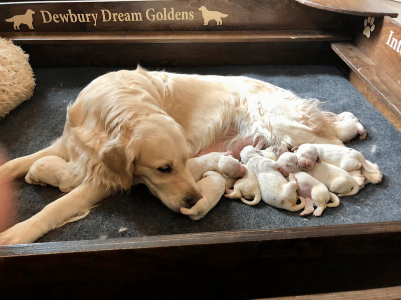 Dewbury Dream Goldens