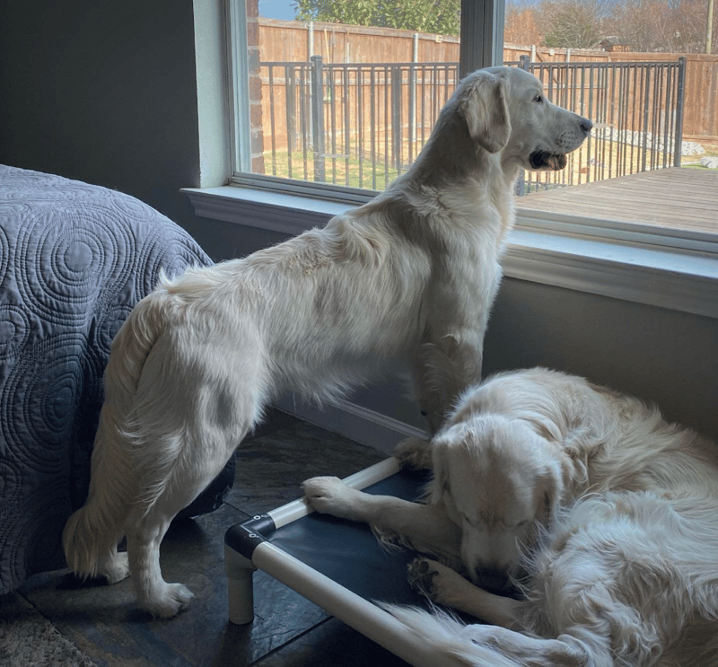 Do Golden Retrievers Have Separation Anxiety