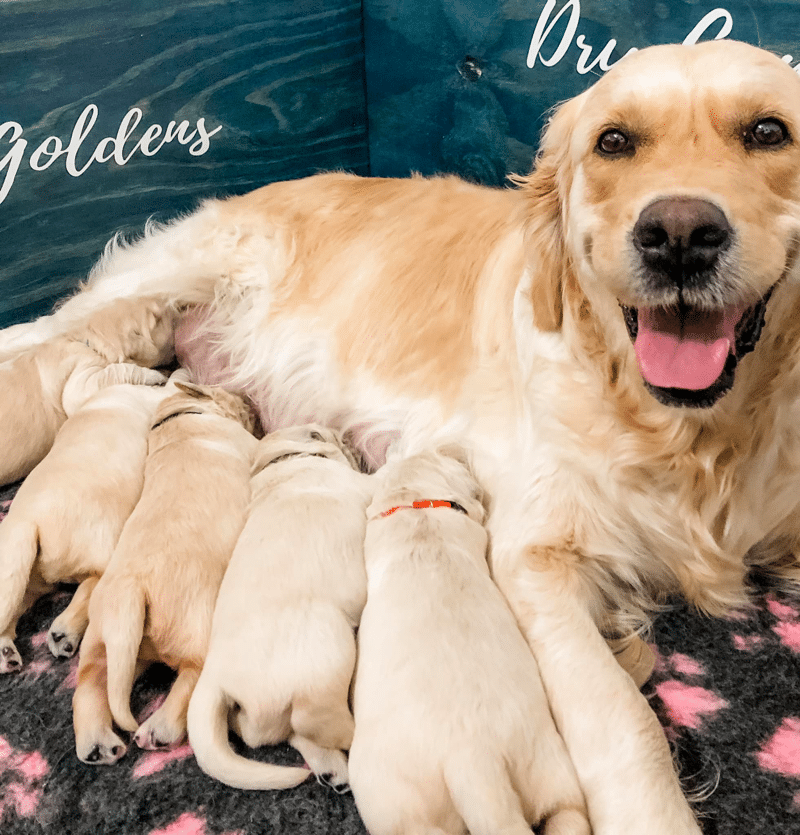 European pedigreed Golden Retrievers