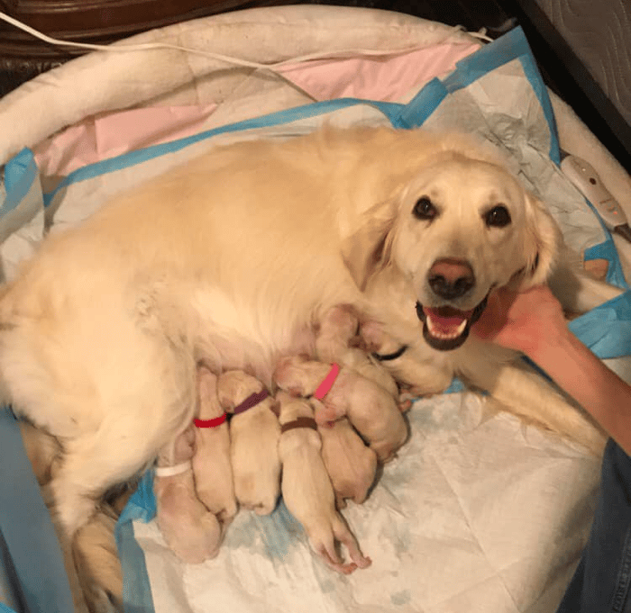 Eastern Shore Goldens