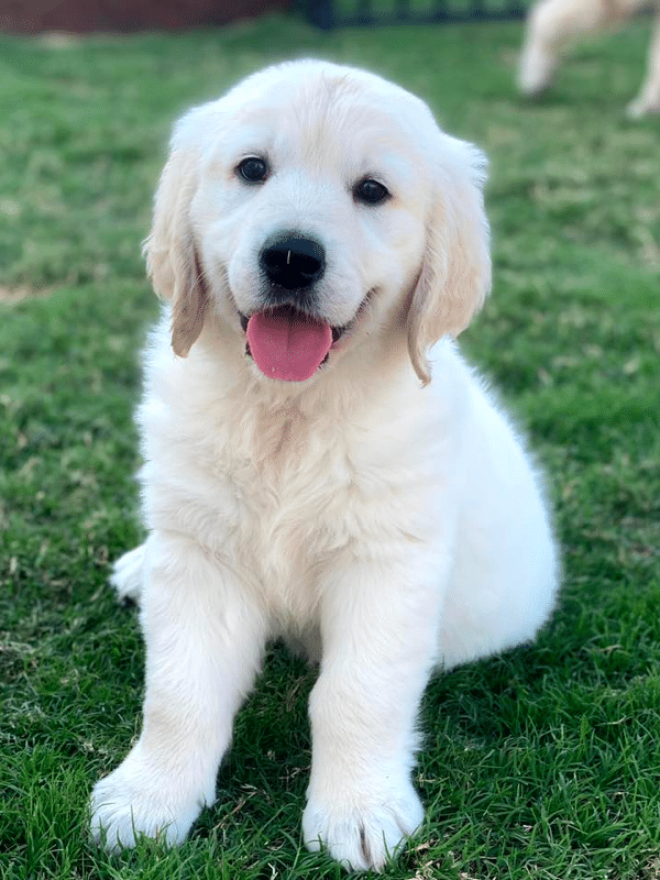 Eight weeks golden retriever puppy