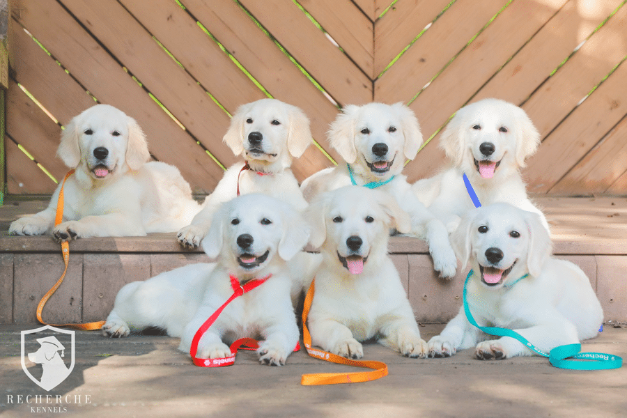 English Cream Golden Retriever Breeder in North Carolina