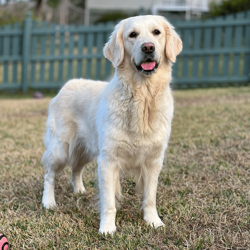 English Cream Golden Retriever