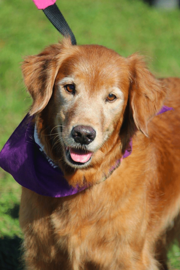 Everglades Golden Retriever Rescue Florida