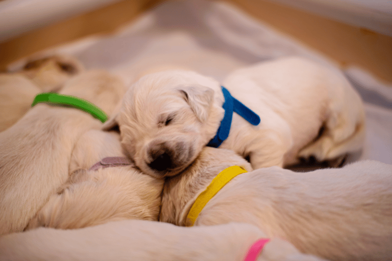 Top 37 Best Golden Retriever Breeders In Texas (TX)