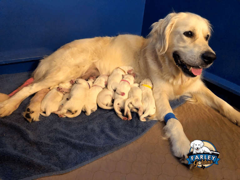 Top 37 Best Golden Retriever Breeders In Texas (TX)