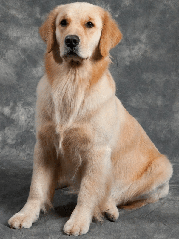 Female Golden Retriever Go into Heat