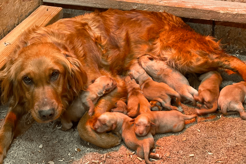 Field Bred Golden Retriever Puppies in Utah