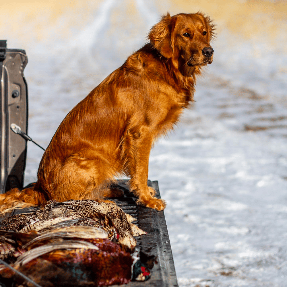 Field Golden Retriever Body Type