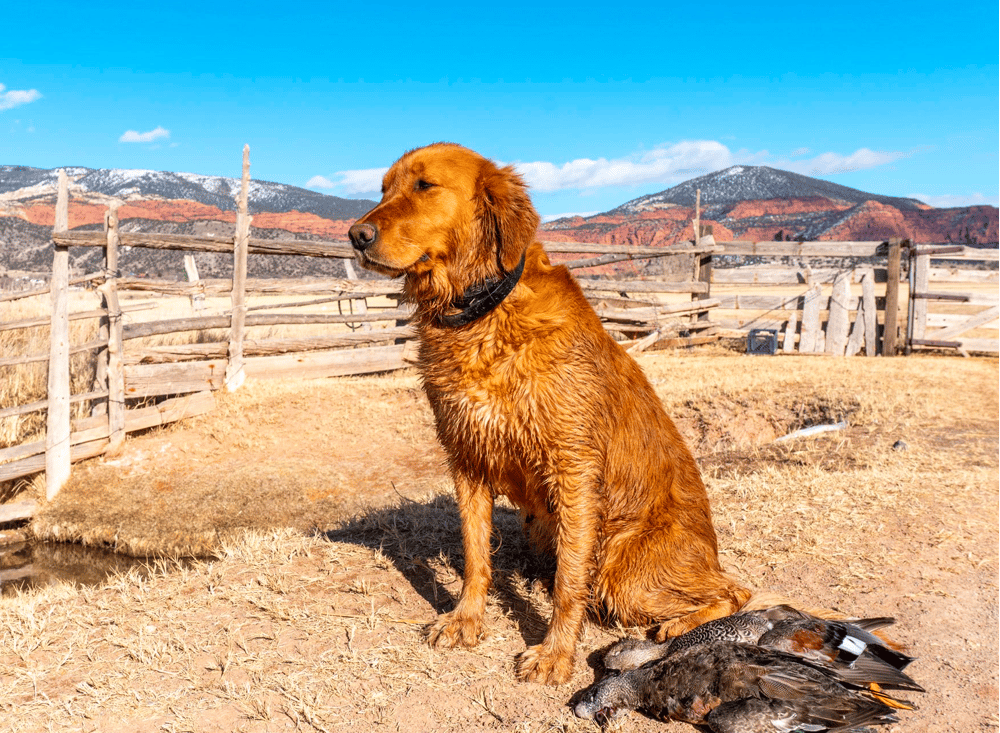 Field Golden Retriever for Hunting