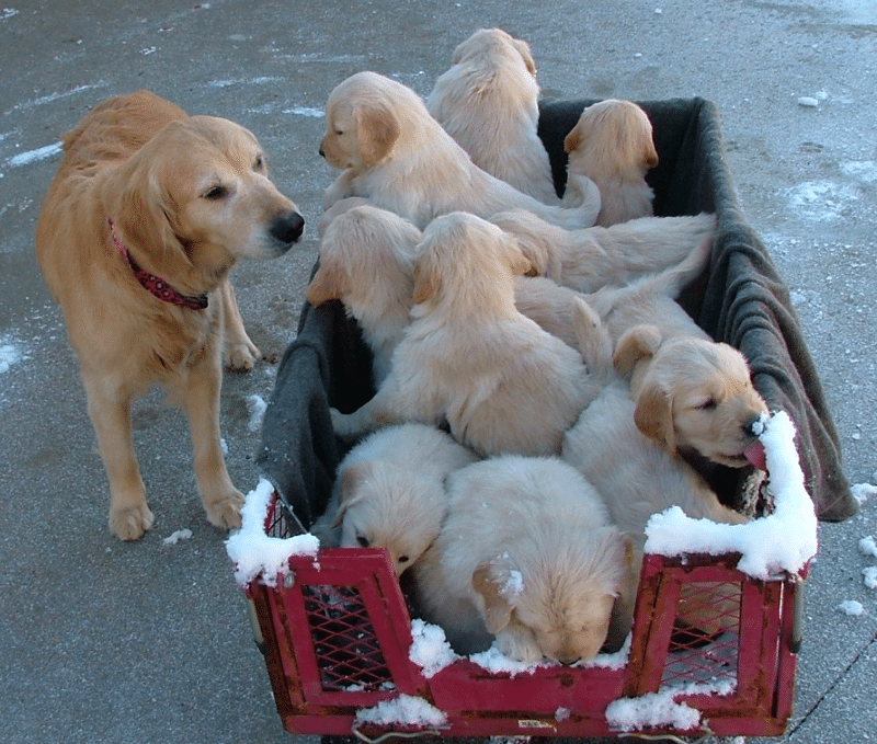 Furfeathers Goldens