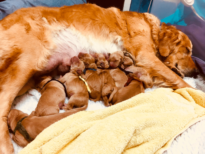 Golden Retriever Puppies in New York