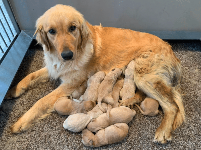 Top 15 Best Golden Retriever Breeders In Illinois (IL)
