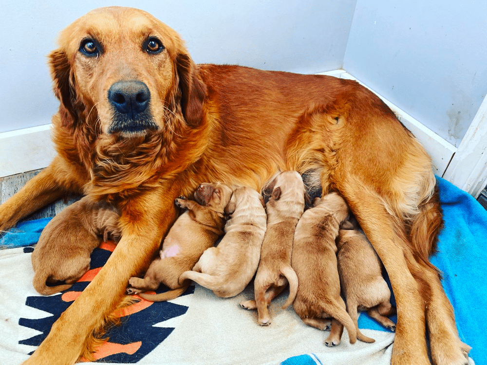 Golden Retrievers Breeder in Columbia, Kentucky